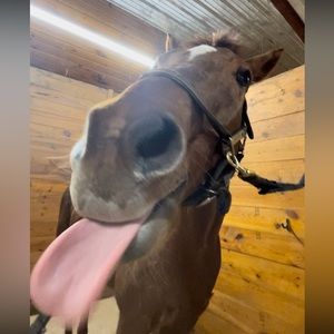 Meet your Posher, Izzy